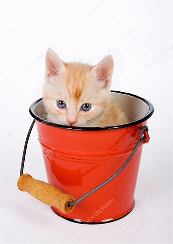 depositphotos_10369546-stock-photo-cat-in-a-bucket