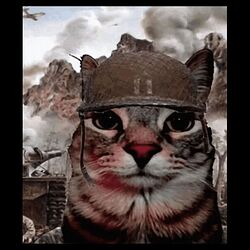tys1498929-thousand-yard-stare-funny-soldier-cat-meme-in-battlefield--black-dtl-swatch