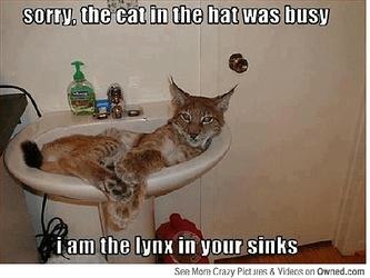 never_buy_a_cat_when_drunk_5402