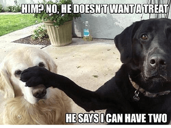 dog-meme-31