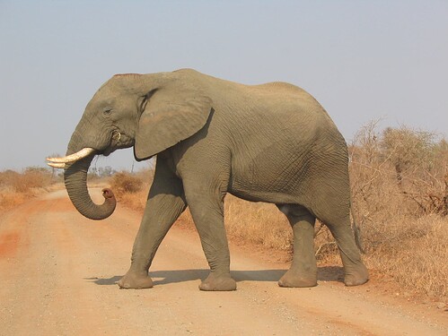 Elephant_side-view_Kruger