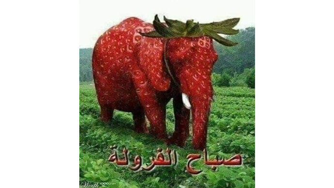 strawberrymorning - Arabic Strawberry Elephant