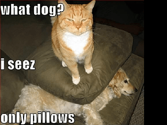 Funny-Cat-Dog1