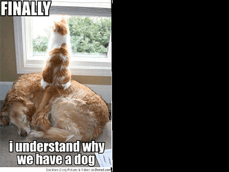 zcorrection_my_cat_has_a_dog_5401