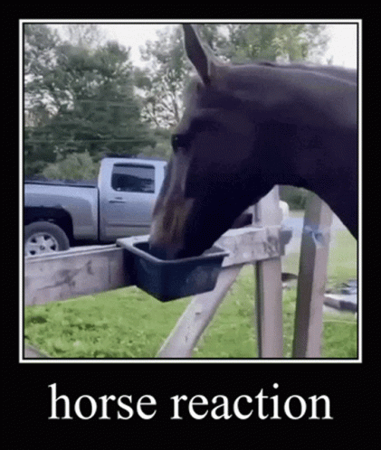 horse-horse-reaction