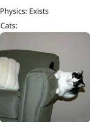 Physics cats