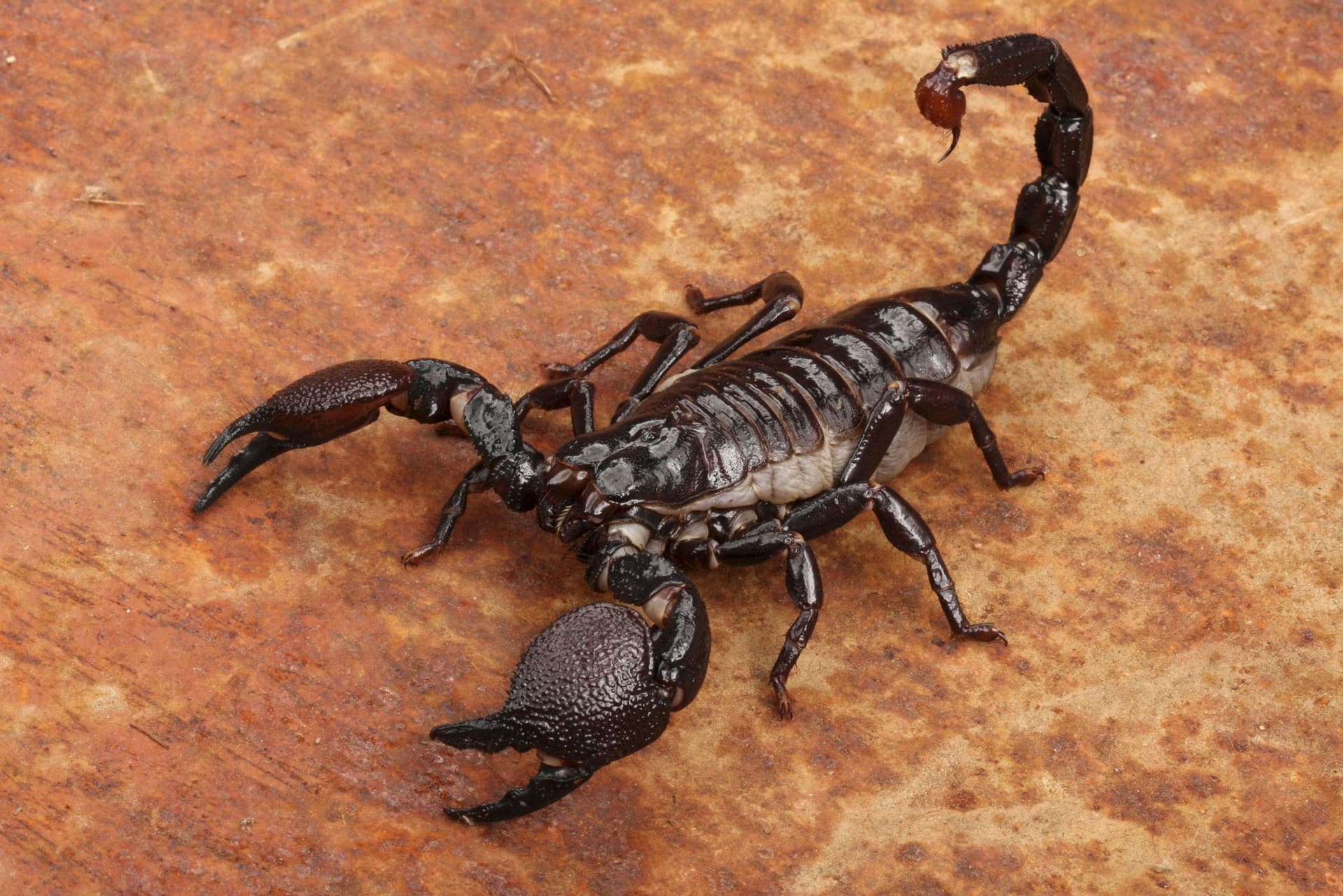 scorpion photo