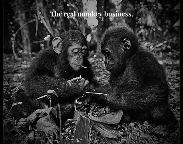 real monkey buisness